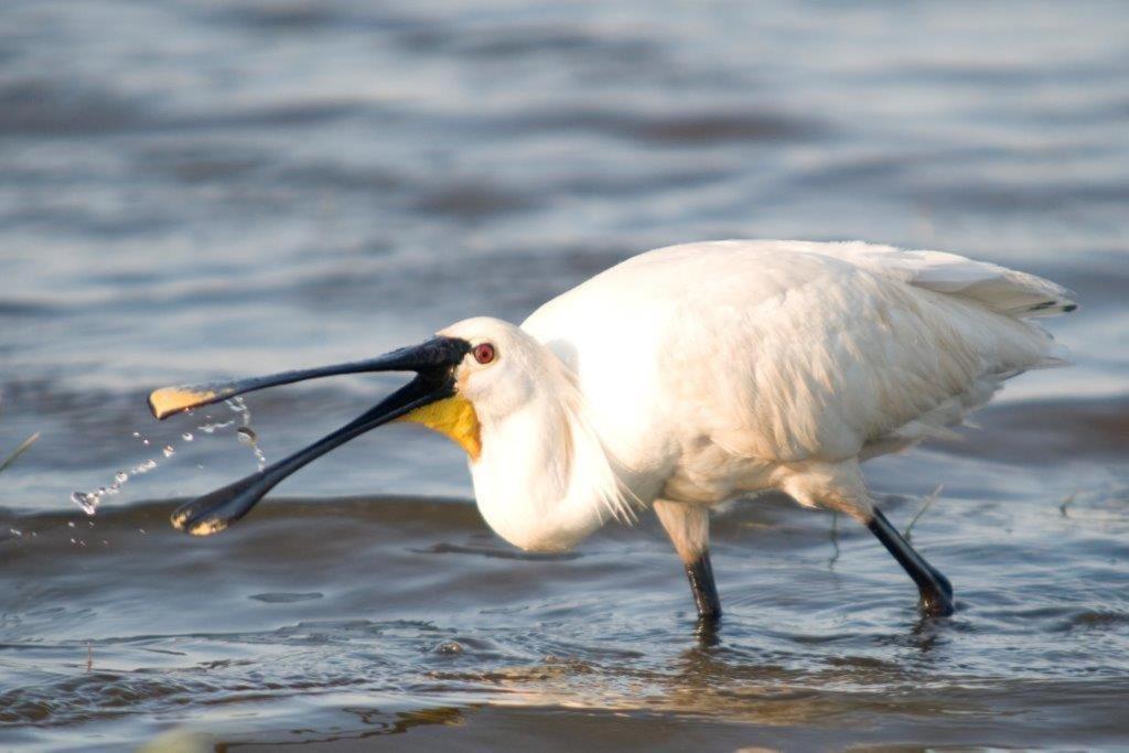 Igluhut De Keet, In Natuurgebied En Vlakbij Het Strand Калантсоог Екстериор снимка